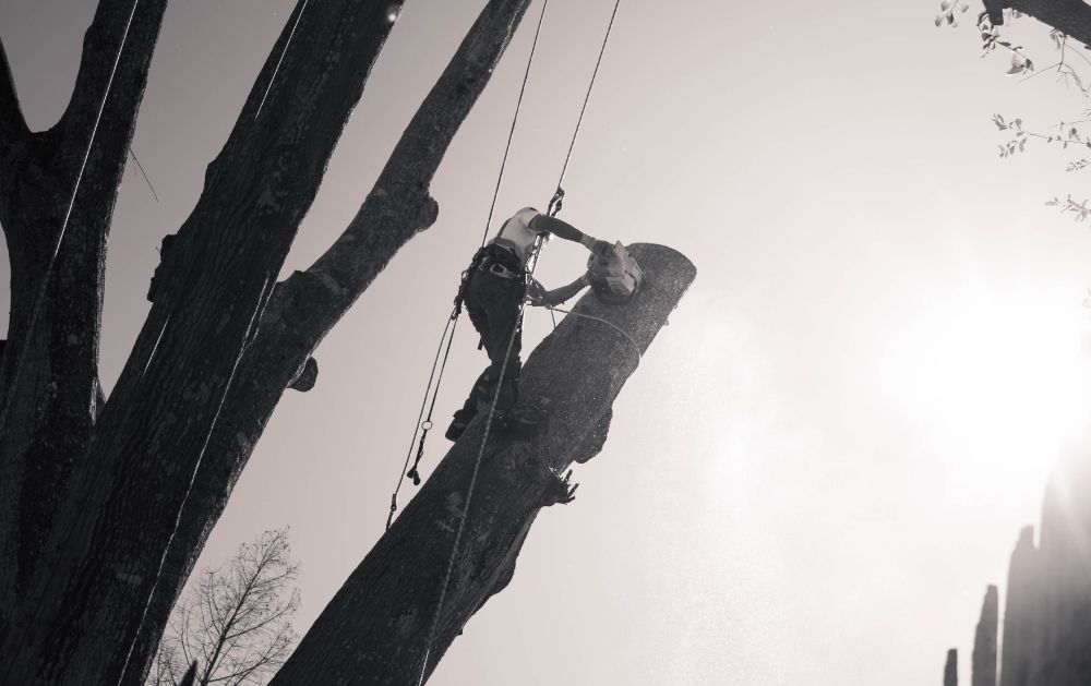 Johntilly arborist on rope cutting a New Orleans tree, black and white