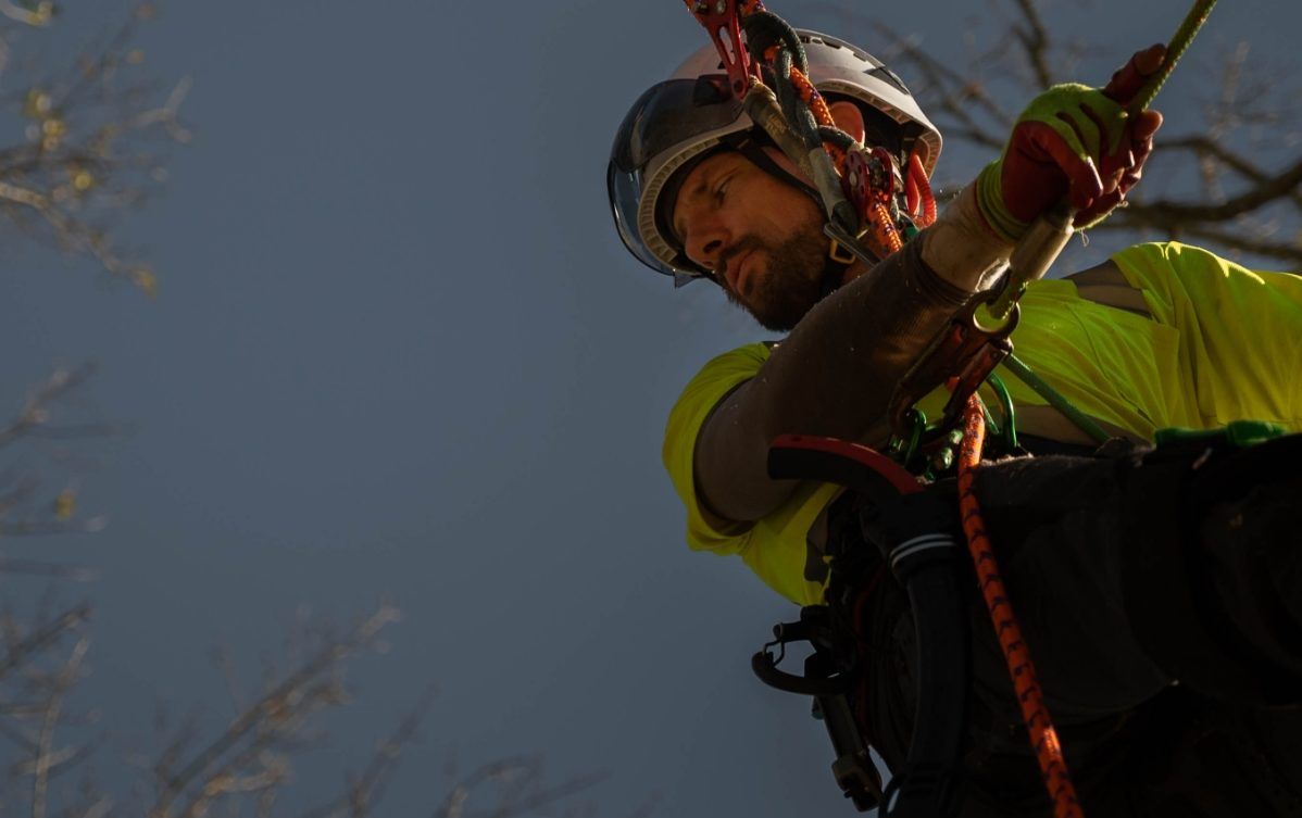 John Hunter, licensed New Orleans arborist, on rope in a tree