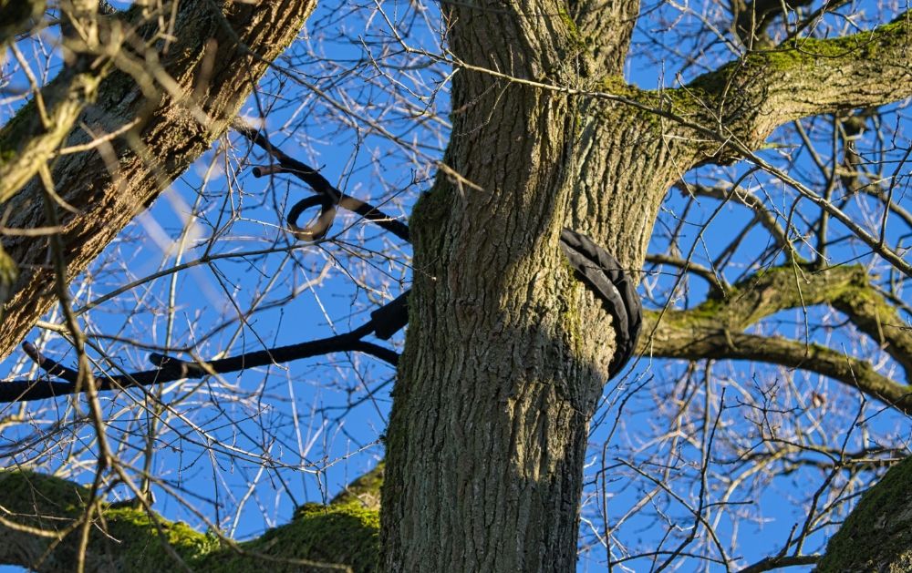 Cabled structural limb on a New Orleans tree