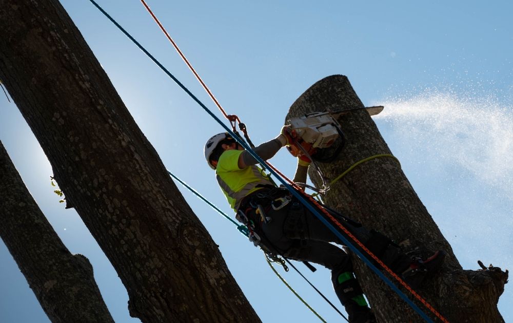 Johntilly climber on a New Orleans tree during removal