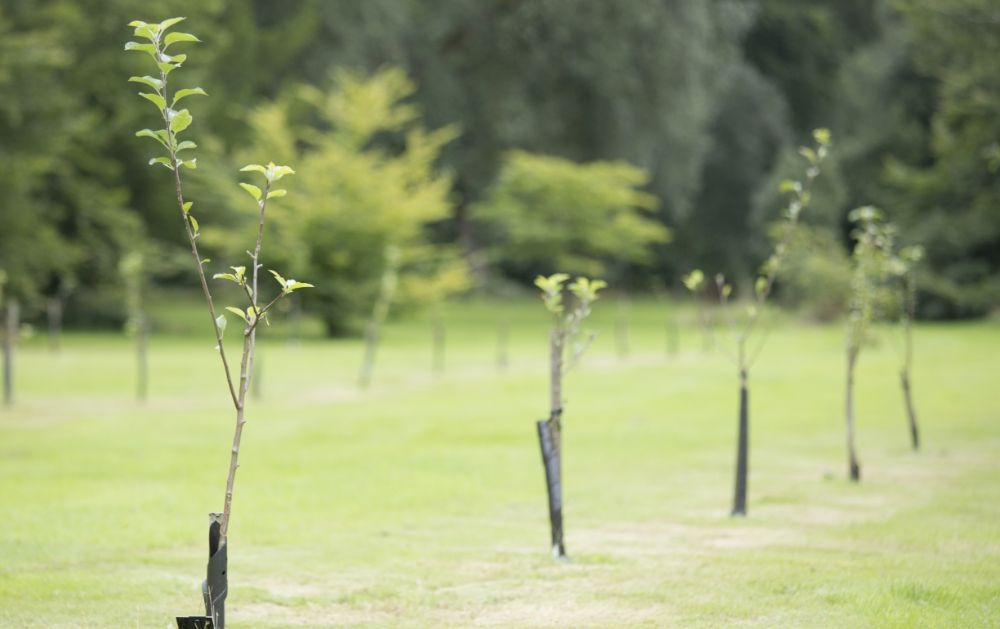 New Orleans street trees along a parkway, the kind of landscape Johntilly reports on