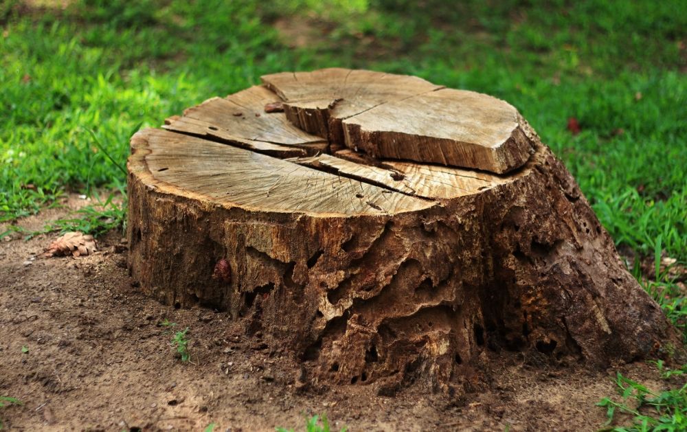 Freshly cut stump ready for Johntilly grinding in New Orleans